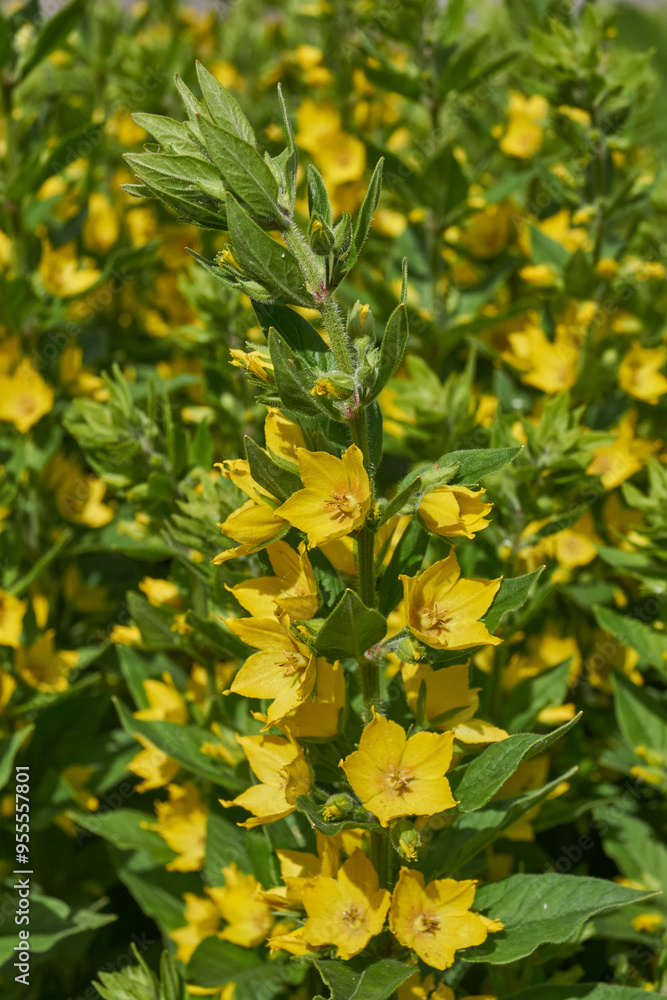 Dotted Loosestrife (lat. Lysimachia punctata) blooms in the garden. Bright yellow flowers of Dotted Loosestrife against greenery on a sunny day. Dotted Loosestrife (lat. Lysimachia punctata) blooms in the garden. Bright yellow flowers of Dotted Loosestrife against greenery on a sunny day.