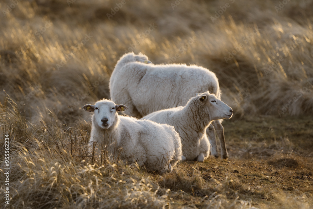 Naklejka premium Schafe in Sylter Dünen