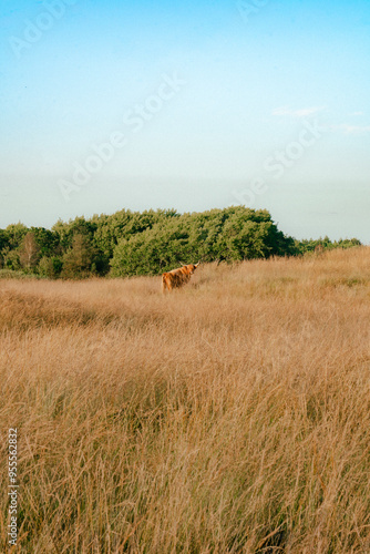 Rind im Feld 