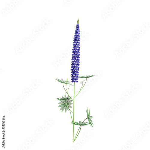 Beautiful Lupinus angustifolius tree isolated on transparent Canvas