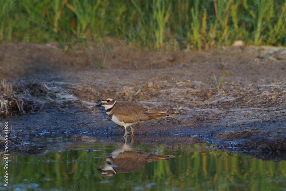 Killdeer shore bird Killdeer shore bird