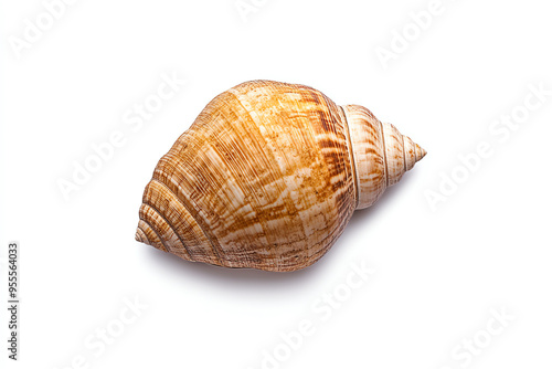 High-quality image of a single, brown and beige seashell isolated on a white background. Ideal for nature and beach-themed designs.