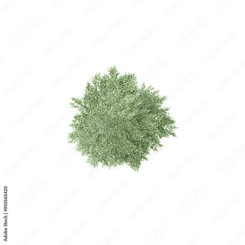 Fototapeta premium 3D rendering of Topview of Bucida buceras tree in transparent background