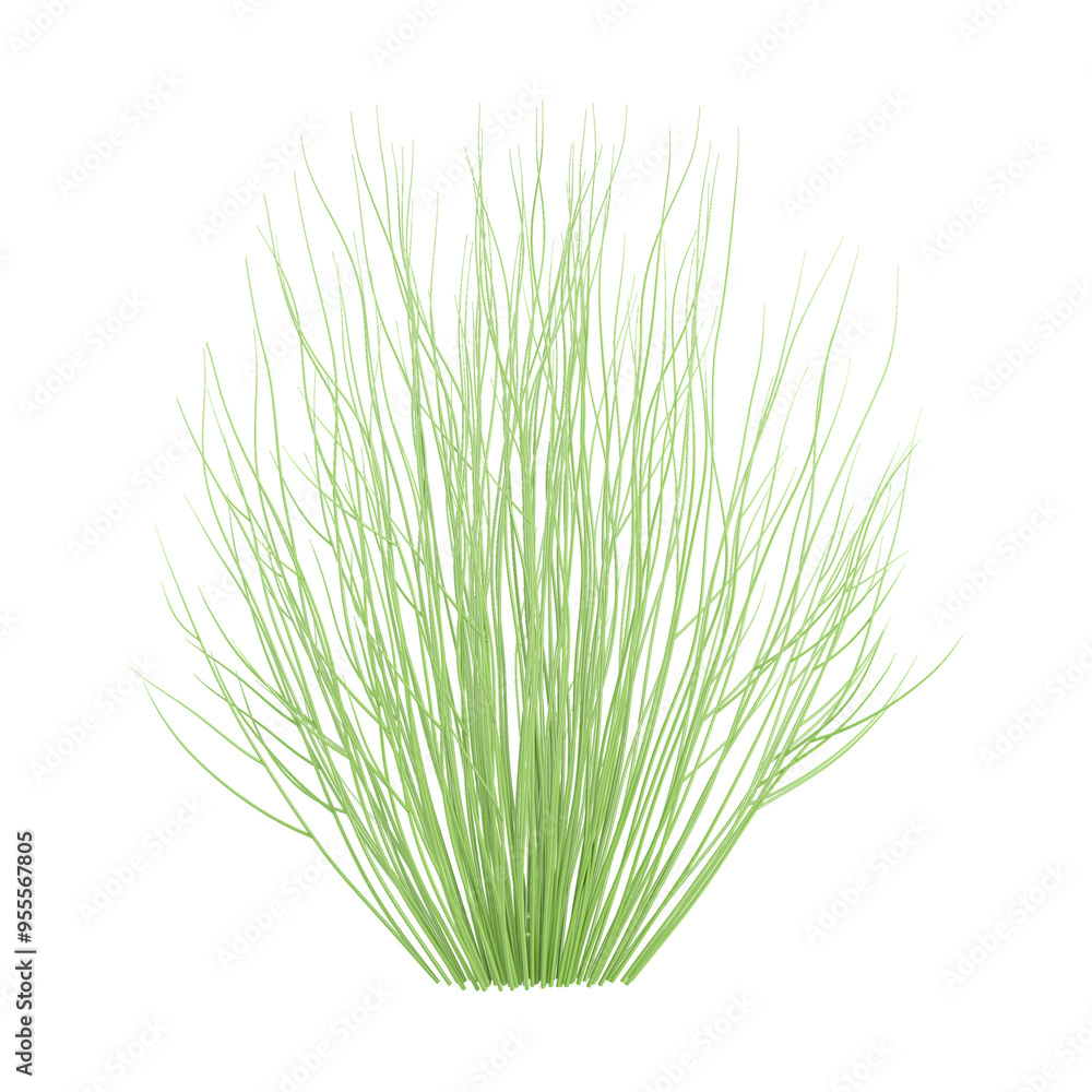 Calluna vulgaris plant isolated on transparent Canvas Calluna vulgaris plant isolated on transparent Canvas