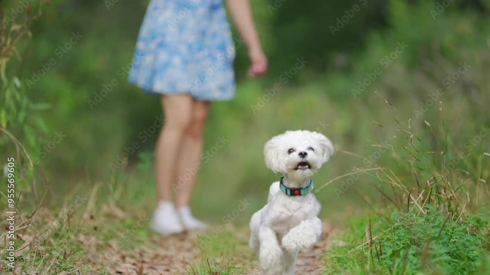 Girl throws a stick to the dog in natural park of Town. Woman in blue dress walking with dog Girl throws a stick to the dog in natural park of Town. Woman in blue dress walking with dog