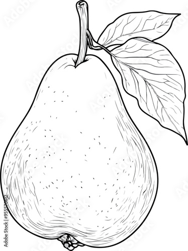 sketch of pear