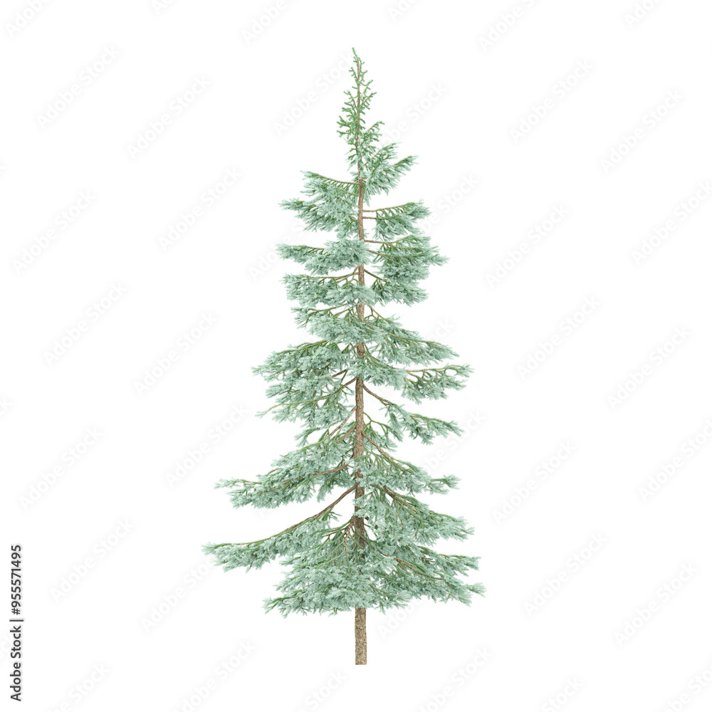 Fototapeta premium collection of Fir plant with transparent Canvas