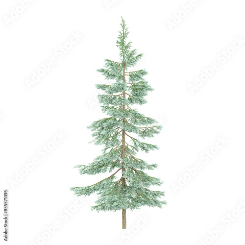 collection of Fir plant with transparent Canvas