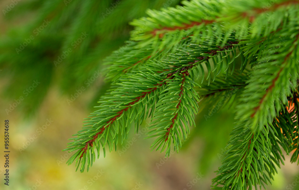 Lush Green Fir Branches in Dense Forest Close-Up. Christmas theme Lush Green Fir Branches in Dense Forest Close-Up. Christmas theme