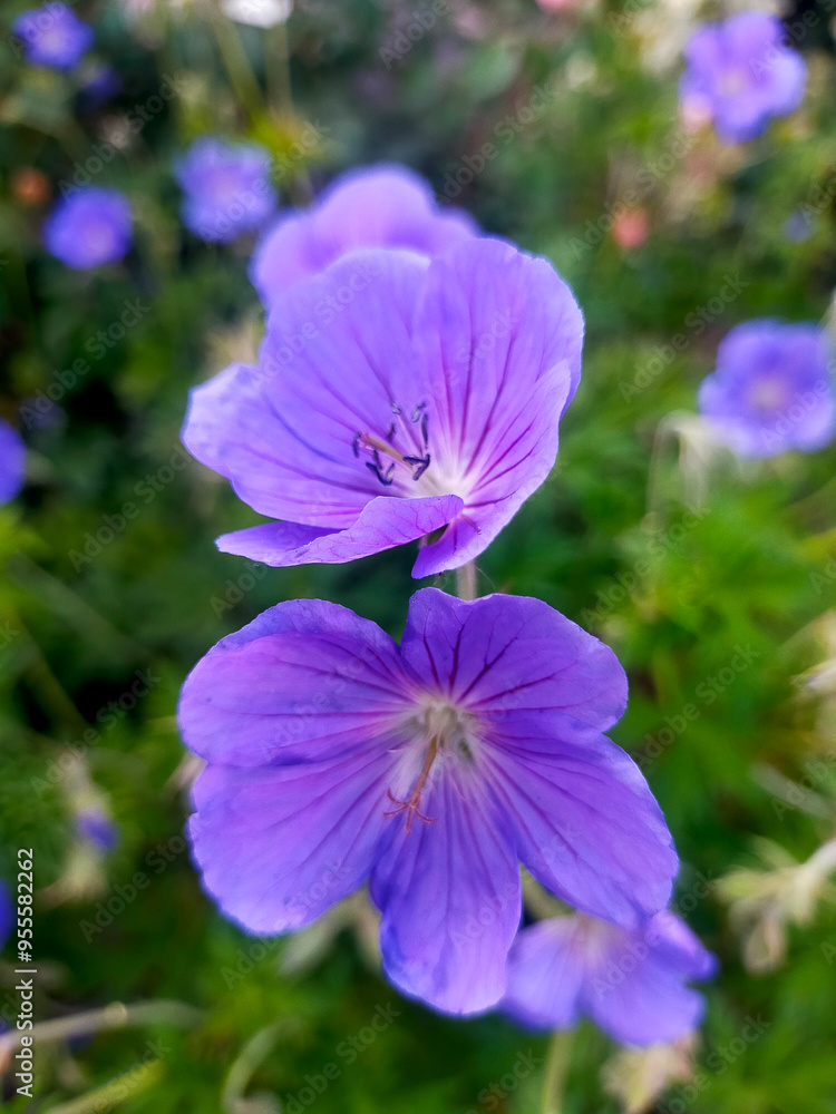 flower in the garden flower in the garden