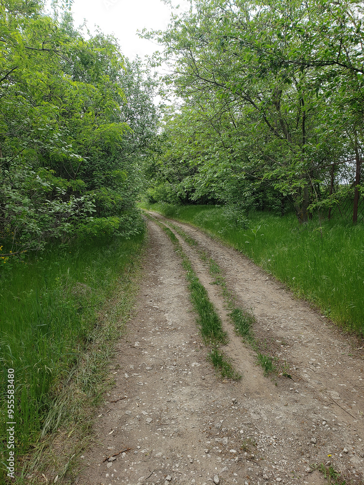 Fototapeta premium path in the forest