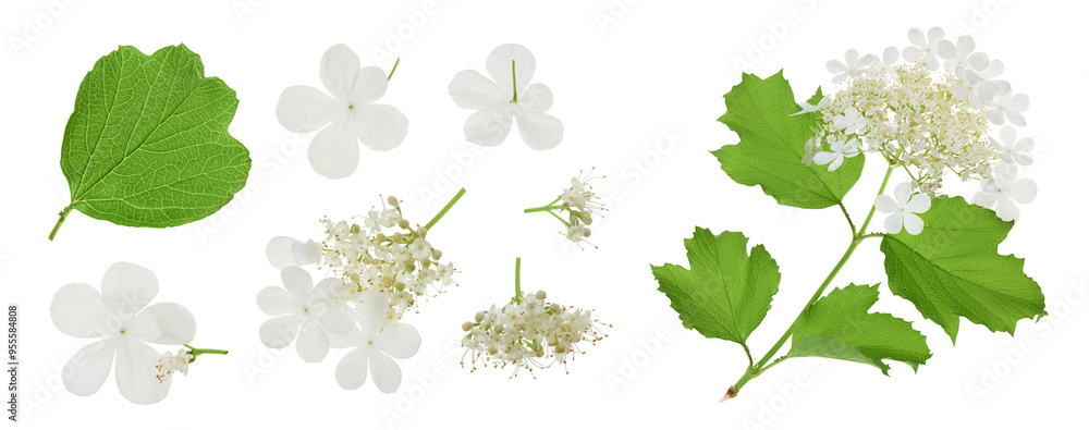 Obraz premium Viburnum flower isolated on a white background. Top view. Flat lay.