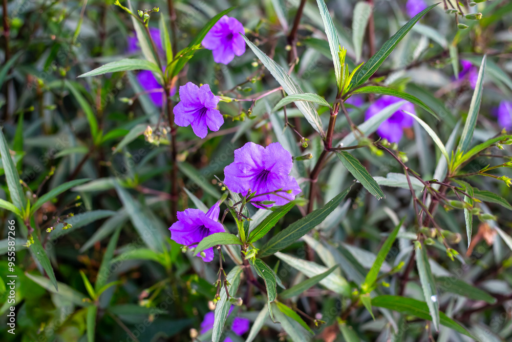 Blue tropical flowers of Mexican petunia. Beautiful bells on a green background Blue tropical flowers of Mexican petunia. Beautiful bells on a green background