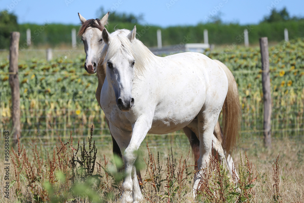 Young sport stallions galloping on meadow during summer morning agricultural farm scene Young sport stallions galloping on meadow during summer morning agricultural farm scene