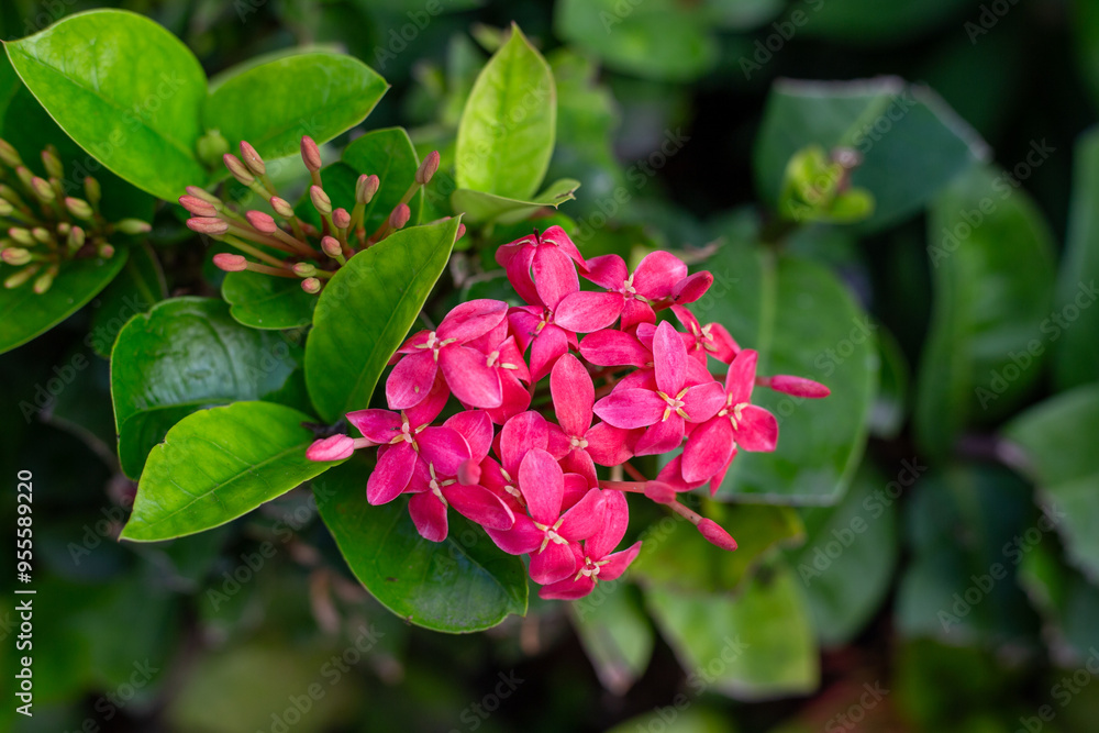 Red tropical flowers. Beautiful floral background with dark green