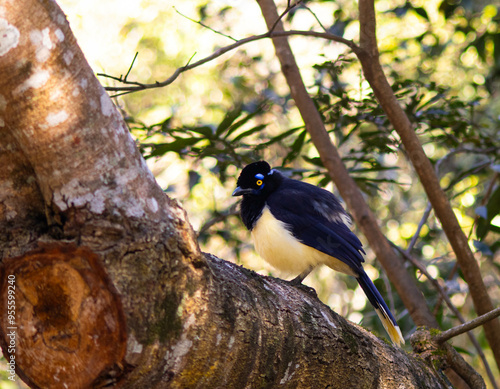 woodpecker on a tree