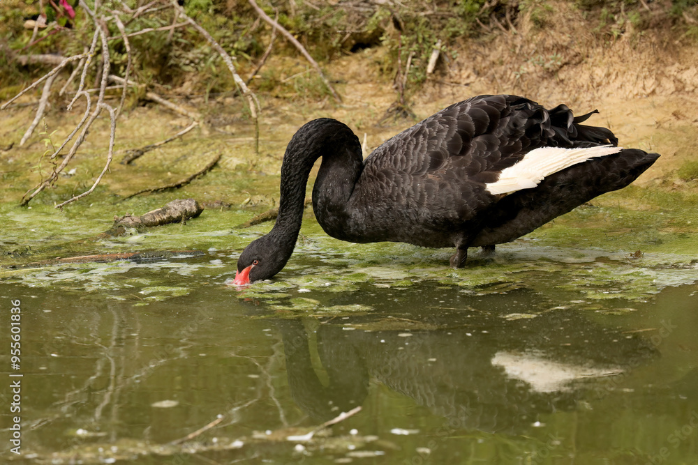 Fototapeta premium The black swan (Cygnus atratus). Species of swan from Australia.