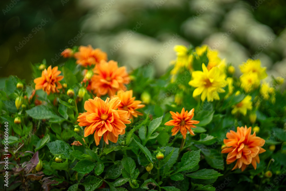 Flowers of orange aster dahlias on a flower bed in the garden.Growing flowers in your own garden.A natural bouquet. Flowers of orange aster dahlias on a flower bed in the garden.Growing flowers in your own garden.A natural bouquet.