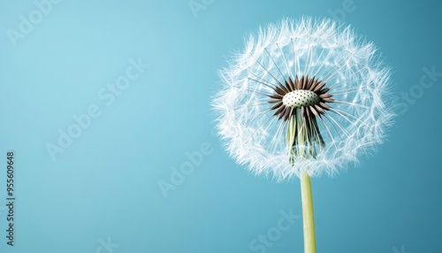 Close up of a dandelion against a blue background  a stunning nature photography moment photo