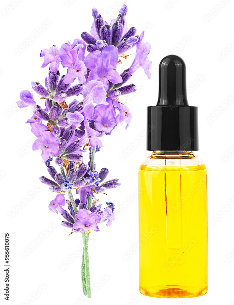 Bottle of essential oil with fresh lavender twigs isolated on a white background. Wellness treatments. Spa still-life. Bottle of essential oil with fresh lavender twigs isolated on a white background. Wellness treatments. Spa still-life.
