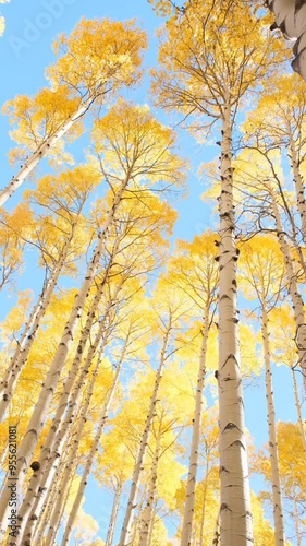 Looking up at golden aspen trees in a forest during autumn photo