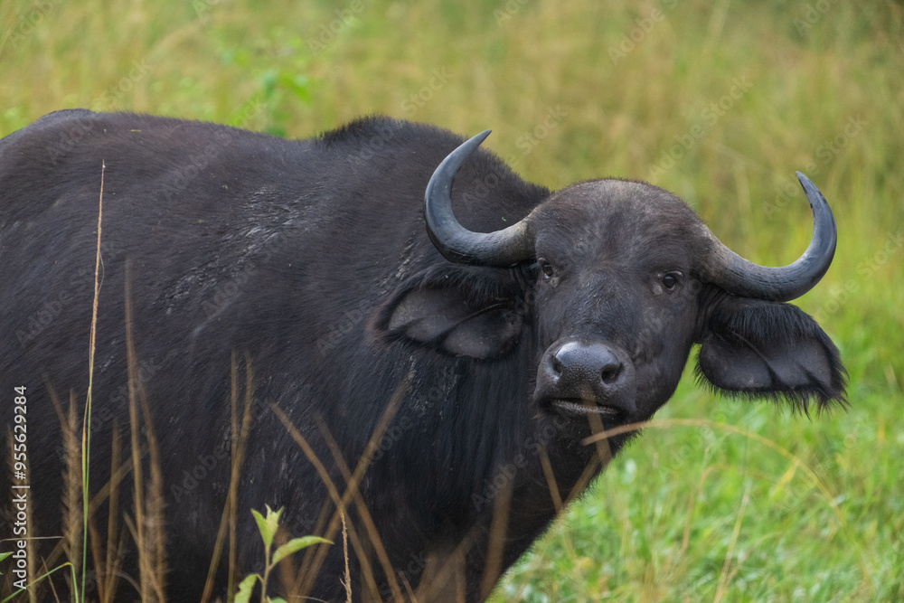 Fototapeta premium African buffalo