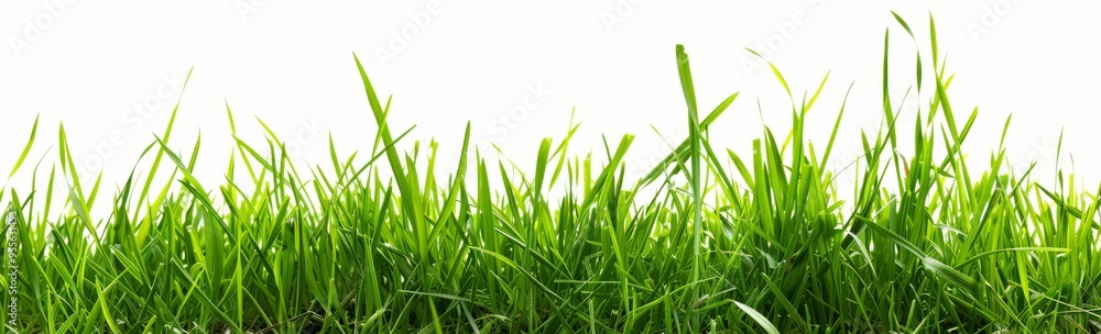 Grass isolated on white background, green grass border banner design. Spring or summer landscape Grass isolated on white background, green grass border banner design. Spring or summer landscape