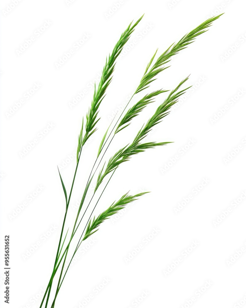 Fototapeta premium Blades Of Grass. Long Green Stalks of Grass Isolated on White Background