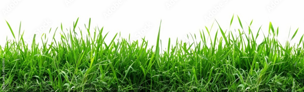 Fototapeta premium Grass isolated on white background, green grass border banner design. Spring or summer landscape