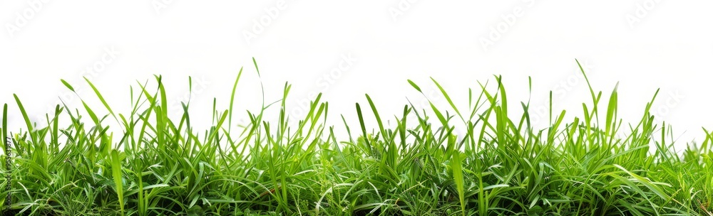 Obraz premium Grass isolated on white background, green grass border banner design. Spring or summer landscape