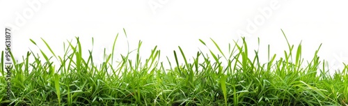 Grass isolated on white background, green grass border banner design. Spring or summer landscape