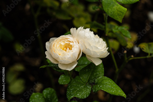 Canvastavla Many white roses of the variety R
