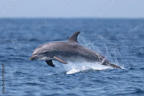 Obraz bottlenose, dolphin jumping out of water, laguna beach 