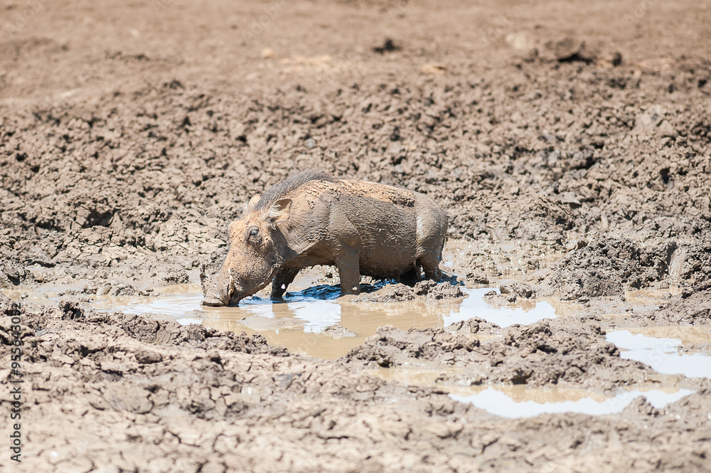Warthog finds a muddy pool of water in dry dam Warthog finds a muddy pool of water in dry dam