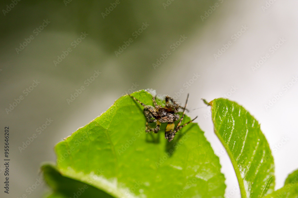 Ein Grün Bucklige Kreuzspinne auf einem Blatt. Ein Grün Bucklige Kreuzspinne auf einem Blatt.