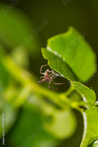 Ein Grün Bucklige Kreuzspinne auf einem Blatt. photo