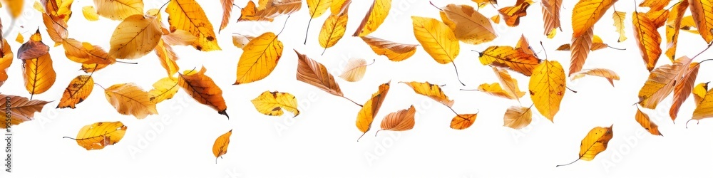 autumn leaves falling on white background. autumn leaves falling on white background.
