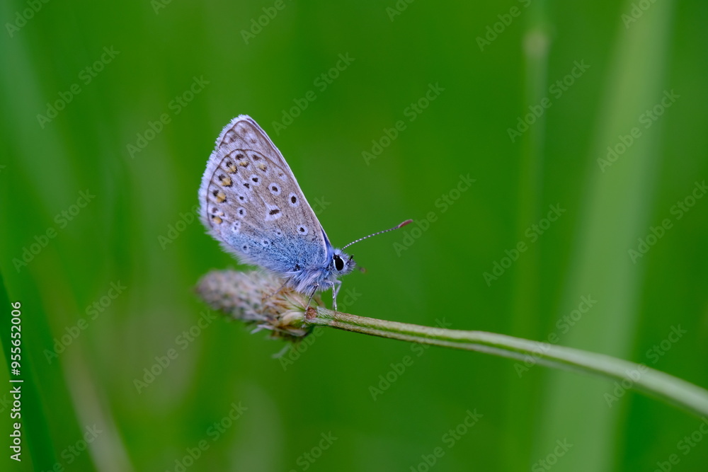 Common Blue Butterfly and green background Common Blue Butterfly and green background