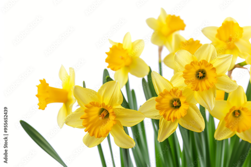 Yellow Daffodils with White Background Yellow Daffodils with White Background
