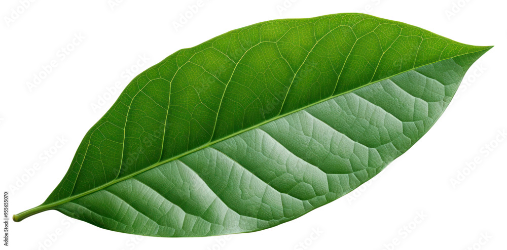 Fototapeta premium PNG A mini beautiful leaf plant white background freshness.