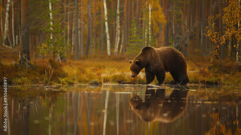 Brown bear near forest lake during autumn in serene wilderness. Brown bear near forest lake during autumn in serene wilderness.
