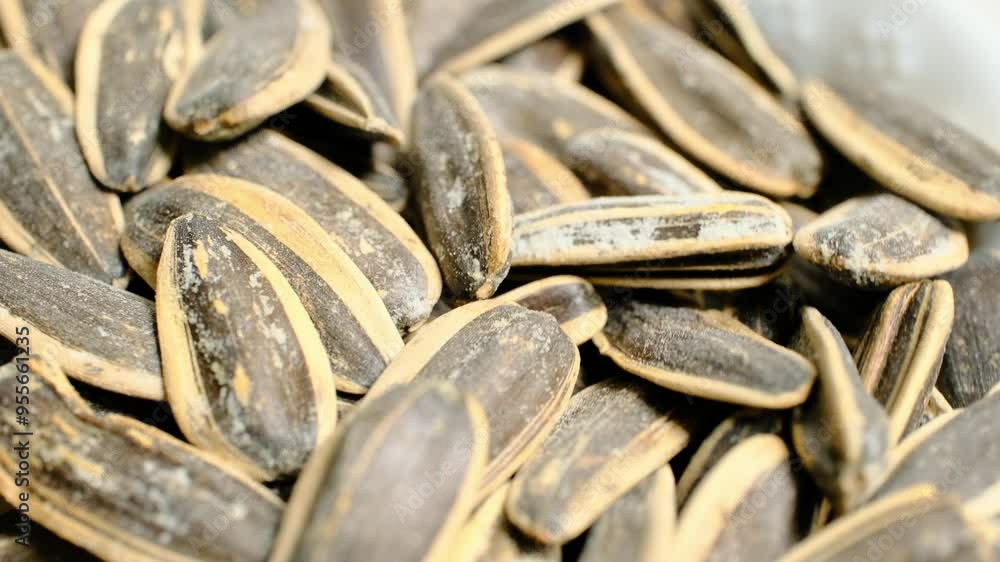 sunflower seeds on rotating ground in close-up sunflower seeds on rotating ground in close-up
