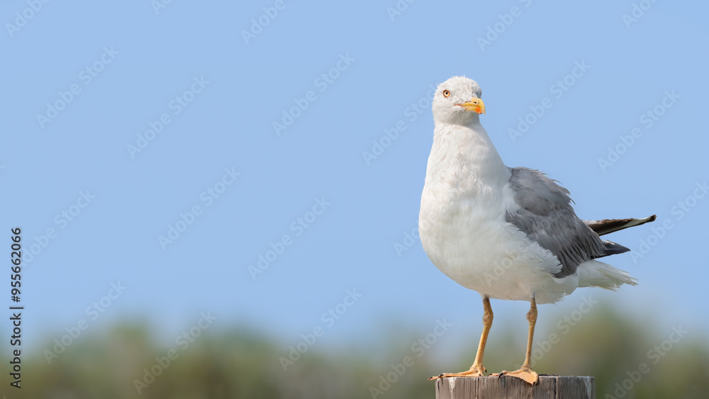 Obraz premium A Seagull (Larinae) On A Wooden Pole