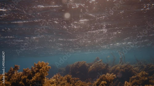 Light rays filter through a Giant Kelp forest. Diving, Aquarium and Marine concept. Underwater close up of swaying Seaweed leaves. Sunlight pierces vibrant exotic Ocean plants. photo