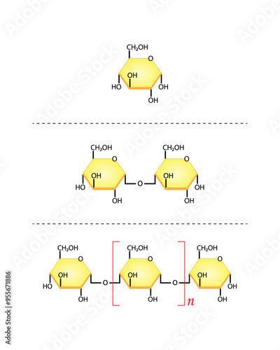 Differences Between Monosaccharide, Disaccharide and Polysaccharide. Glucose, Maltose and Starch. Carbohydrates and Sugars Terminology. Scientific Design. Vector Illustration.