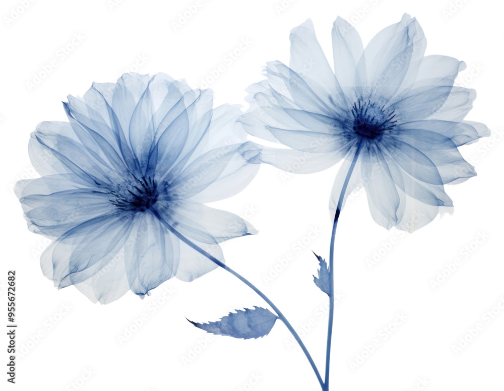 Obraz premium PNG Ethereal translucent blue flowers
