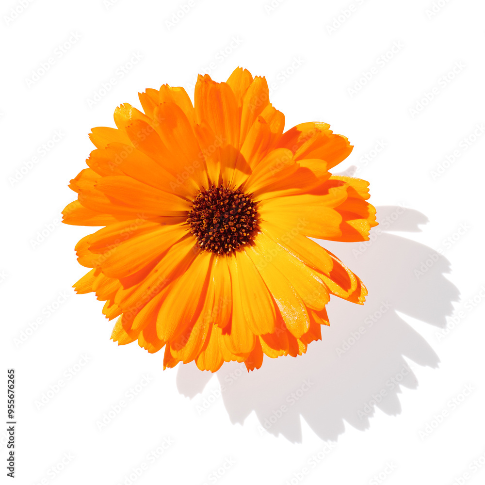 Calendula flower isolated on white background Calendula flower isolated on white background