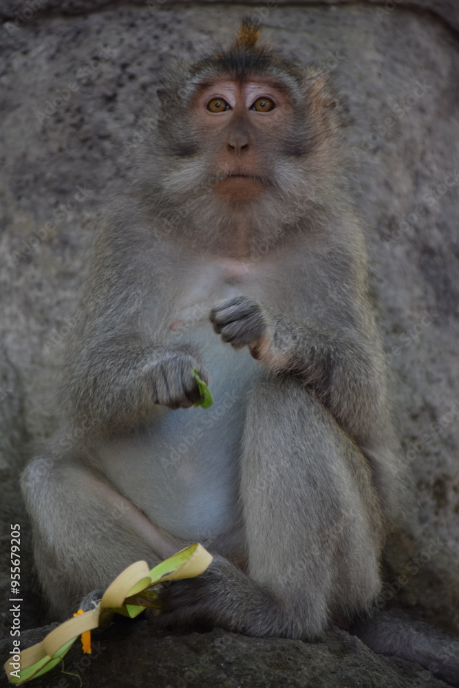 Fototapeta premium Monkey's midday rest