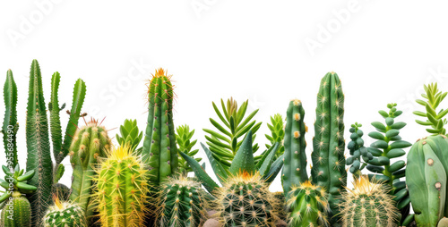 Wallpaper Mural PNG Cactus plant food tranquility. Torontodigital.ca
