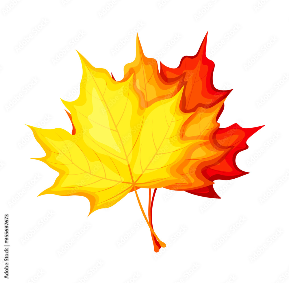 Set of three autumn leaves in cartoon style. Vector illustration of a bouquet of autumn maple leaves of different colors: yellow, orange, red isolated on a white background. Falling leaves. Set of three autumn leaves in cartoon style. Vector illustration of a bouquet of autumn maple leaves of different colors: yellow, orange, red isolated on a white background. Falling leaves.